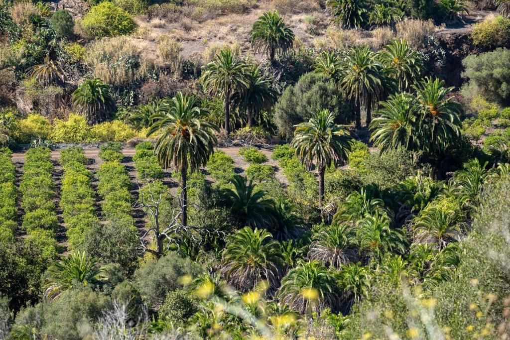 Cosy Bungalow Green Oasis Maspalomas  Eksteriør billede